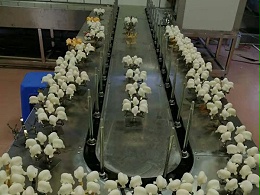 潮玩公仔小型自动喷漆设备